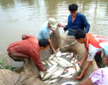 Nuôi cá ở Minh Quân. (Ảnh: Thanh Tân)