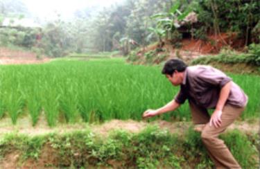 Ông trưởng thôn Lý Văn Vanh đang kiểm tra lúa trên thửa ruộng nhỏ của gia đình.

