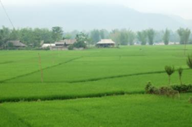Vụ xuân, thị xã Nghĩa Lộ gieo cấy gần 720 ha lúa.