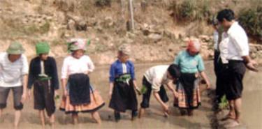 Cán bộ Trung tâm Khuyến nông của tỉnh được cử về hướng dẫn nông dân Trạm Tấu gieo cấy lúa xuân.
