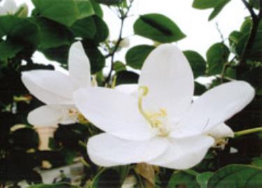 Hoa ban trắng. (Ảnh: M.Q)