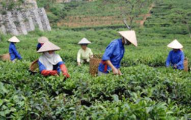 Bà con nông dân ở Nông trường Liên Sơn thu hái chè.