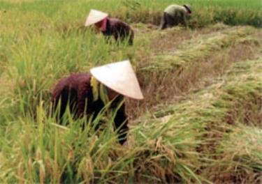 Nông dân xã Nghĩa Lợi (TX Nghĩa Lộ) thu hoạch lúa chiêm xuân.