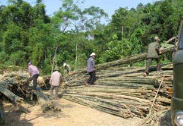 Nguyên liệu sợi dài đang ngày càng cạn kiệt.