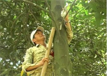 Có khi đêm hôm mưa gió, anh Phương lại lặn lội nhặt từng chú cò con bị rơi xuống đất rồi lại nhẹ nhàng đặt chúng lên cây.