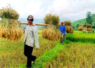 Lúa giống mới đưa gieo cấy trong vụ chiêm, ở Gia Hội năng suất cao hơn lúa mùa và đã giải quyết tốt tình trạng thiếu lương thực triền miên trước đây của xã.

