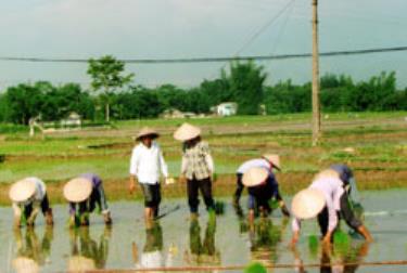 Nông dân thị xã Nghĩa Lộ cấy lúa mùa đảm bảo đúng hướng dẫn kỹ thuật để sử dụng phân viên nén dúi sâu.
Ảnh: Hải Anh