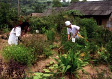 Chăm sóc vườn thuốc nam tại Trạm Y tế xã Châu Quế Thượng (Văn Yên).
(Ảnh: Quỳnh Nga)