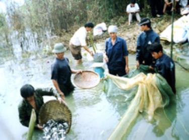 Hàng năm, tỉnh vẫn thả hàng triệu cá giống bổ sung xuống hồ Thác Bà nhưng do không quản lý được phương thức khai thác thủy sản nên cá trên hồ vẫn cạn kiệt.