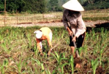 Nông dân xã An Bình (Văn Yên) chăm sóc ngô hè thu.

