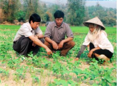 Lãnh đạo huyện Văn Chấn và xã Phù Nham kiểm tra diện tích ruộng 1 vụ chuyển sang trồng màu tại xã. (Ảnh: Minh Hằng)

