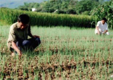 Nông dân thị trấn nông trường Liên Sơn (huyện Văn Chấn) chuyển đổi ruộng trồng lúa kém hiệu quả sang trồng rau màu để tăng giá trị kinh tế trên một đơn vị diện tích canh tác.
