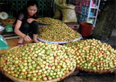 Quả sơn tra được mang về bày bán tại chợ Yên Bái với giá 15.000 đến 20.000 đồng/kg tại thời điểm giữa vụ..
