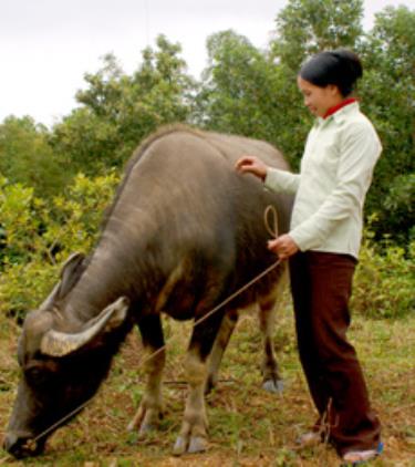 Việc tạo điều kiện cho lao động nông thôn tiếp cận kỹ thuật chăn nuôi đã được quan tâm.