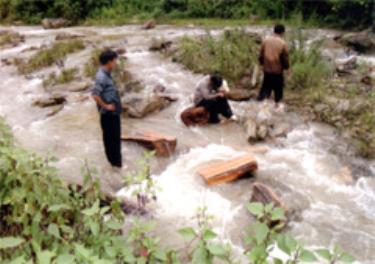 Lâm tặc thả gỗ pơ mu trôi suối Làng Kệ, xã Bản Mù.
