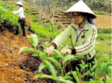 Nông dân xã Gia Hội (Văn Chấn) thu hái chè.

