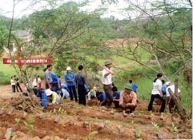 Thanh niên tình nguyện giúp nhân dân trồng chè chất lượng cao ở xã Bảo Hưng (Trấn Yên). (Ảnh: Quang Thiều)
