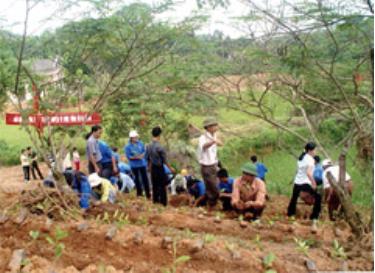 Thanh niên tình nguyện giúp nhân dân trồng chè chất lượng cao ở xã Bảo Hưng (Trấn Yên). (Ảnh: Quang Thiều)
