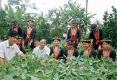 Cán bộ ngành nông nghiệp huyện Lục Yên trao đổi kinh nghiệm phát triển cây đỗ tương với nhân dân các xã vùng cao.