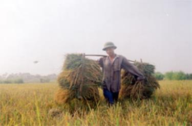Nông dân xã Nga Quán (Trấn Yên) thu hoạch lúa mùa.
