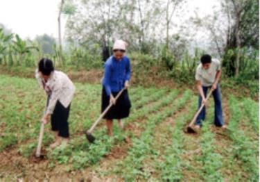 Bà con nông dân xã Liễu Đô chăm sóc lạc.
(Ảnh: Văn Tuấn)