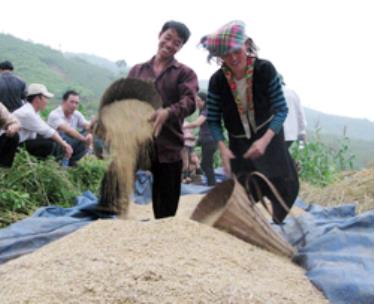 Yên Bái đang tích cực triển khai Nghị quyết 30a. (Trong ảnh: Nông dân thu hoạch lúa mùa tại Làng Mảnh, xã Tà Xi Láng, huyện Trạm Tấu)