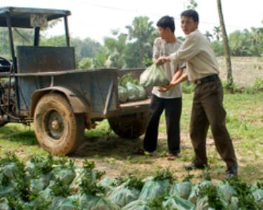 Vận chuyển giống cây trồng rừng vụ thu.