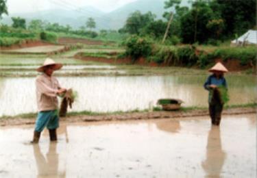 Các hộ dân ở những thôn vùng thấp của xã Lang Thíp đã chuyển đổi ruộng một vụ sang sản xuất 2 vụ lúa.

