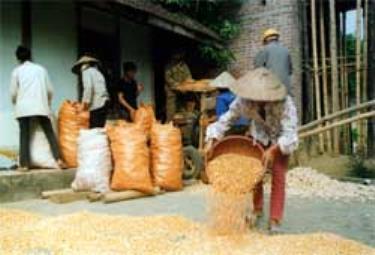 Nông dân xã Đông Cuông sản xuất ngô hàng hóa.