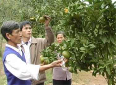 Đến nay, huyện Văn Chấn có trên 3 ngàn ha cam, quýt với sản lượng thu hái hàng năm đạt trên 20 ngàn tấn.