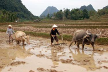 Nông dân xã Minh Tiến (Lục Yên) làm đất chuẩn bị trồng màu vụ đông xuân 2009. (Ảnh: Quang Tuấn)