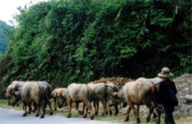 Chăn nuôi trâu ở vùng đồng bào Dao, xã Nậm Lành (Văn Chấn).
