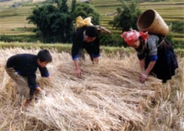 Đồng bào Mông (Mù Cang Chải) thu gom rơm để làm thức ăn cho gia súc vào mùa đông.
