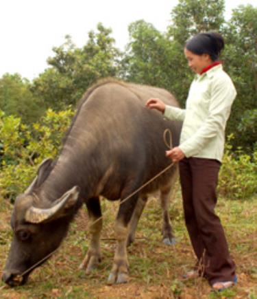 Chăn nuôi đại gia súc là một thế mạnh ở Minh Tiến.