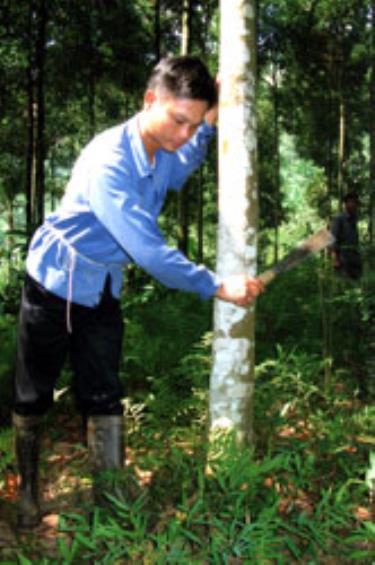 Anh Hoàng Văn Tiên chăm sóc đồi quế của gia đình.