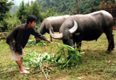 Đồng bào Mông ở Mù Cang Chải phát triển chăn nuôi trâu sinh sản.
