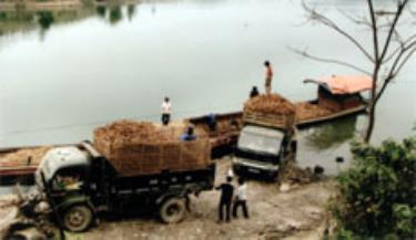 Nông dân các xã vùng Đông hồ Thác Bà (huyện Yên Bình) vận chuyển sắn đi tiêu thụ. (Ảnh: Văn Trung)