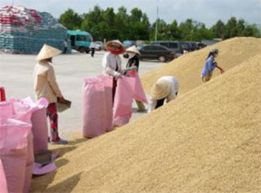 Thu mua thóc dự trữ.