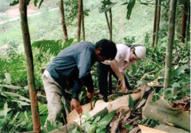 Nông dân xã Đại Sơn khai thác quế.

