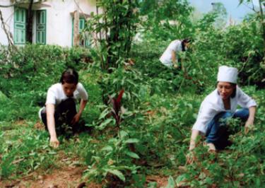 Cán bộ Trạm Y tế ngòi A chăm sóc vườn thuốc nam.

