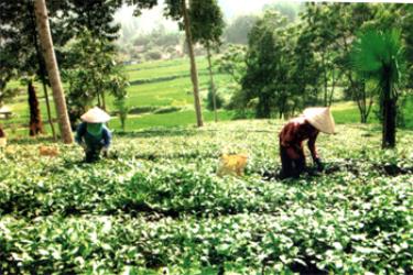 Ngành chè Văn Chấn mỗi năm đóng góp cho ngân sách Nhà nước từ 15 - 17 tỷ đồng. (Trong ảnh: Nông dân xã Tân Thịnh (Văn Chấn) thu hái chè).
