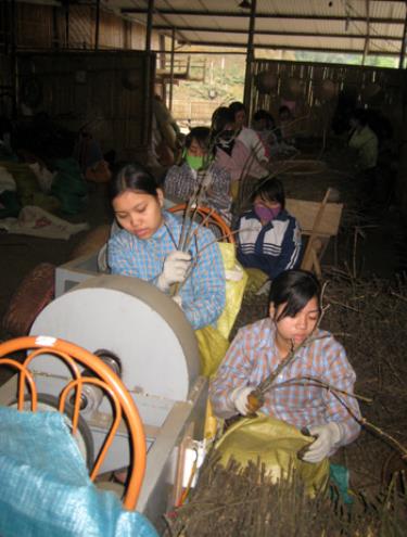 Nữ công nhân lao động ở Chi nhánh Công ty Quế Lâm, xã An Thịnh (Văn Yên) sơ chế quế cành để nấu tinh dầu.