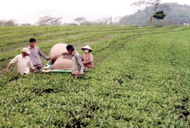 Nếu không áp dụng đúng kỹ thuật thu hái chè bằng máy sẽ gây hại cho vùng nguyên liệu.
