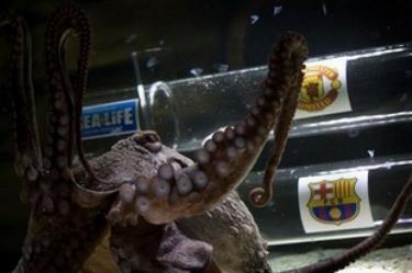 Iker lựa chọn thức ăn ở hộp có hình cờ Man Utd