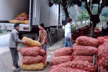 Khoa tây thương phẩm của nông dân Văn Chấn cho thu nhập kinh tế cao. (Ảnh: Hoàng Nhâm)
