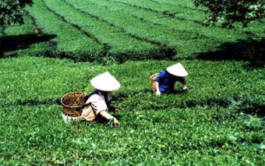 Nông dân Văn Chấn thu hái chè.
