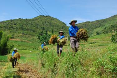 Thanh niên tình nguyện gặt lúa giúp nhân dân bản Có Thái, xã Nậm Có, huyện Mù Cang Chải trong hè tình nguyện 2011.
