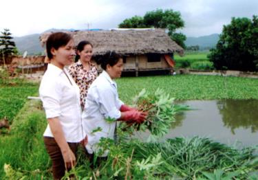 Nhờ tham gia CLBKNTN, nhiều thành viên đã áp dụng khoa học kỹ thuật vào sản xuất.