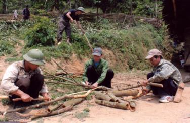 Gia đình anh Vàng A Su, thôn Nà Nọi thu hoạch quế.
