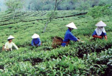 Nông dân thị trấn Nông trường Liên Sơn (Văn Chấn) thu hái chè an toàn bán cho nhà máy.
